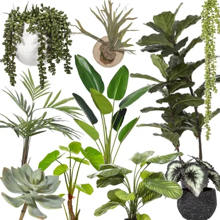 plants Interior Design Mood Board by Rodgers Interiors Styling & Design on Style Sourcebook