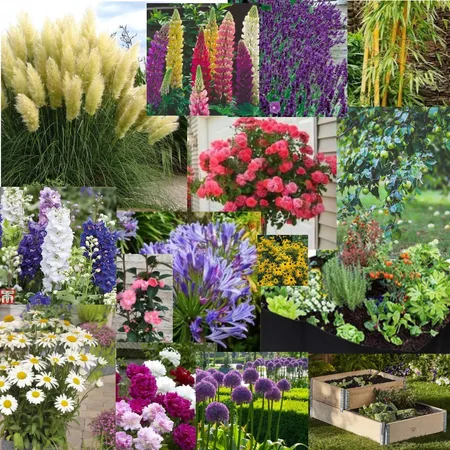 Residential Garden Des Planting Scheme Interior Design Mood Board by Allex on Style Sourcebook