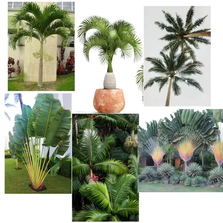 Tropical Palms Interior Design Mood Board by Accent on Colour on Style Sourcebook
