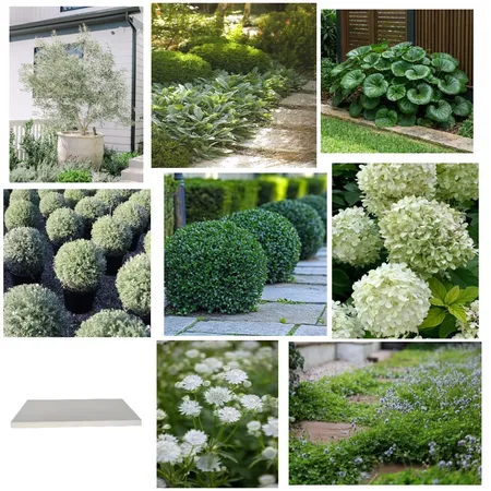 Plant Selection - Gregory Hills Interior Design Mood Board by Makiah Pippen on Style Sourcebook