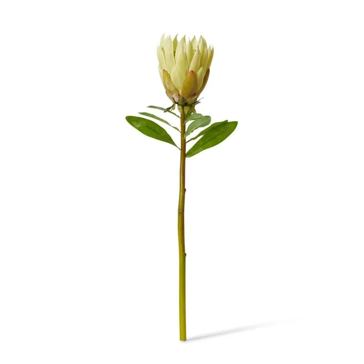 Protea King Stem - 12 x 12 x 68cm