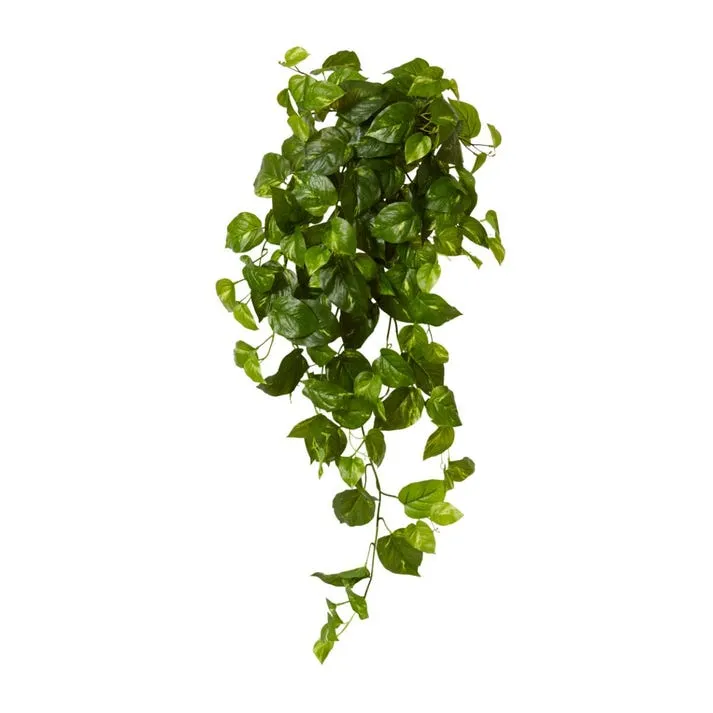 Pothos Golden Hanging Plant - 34 x 30 x 104cm