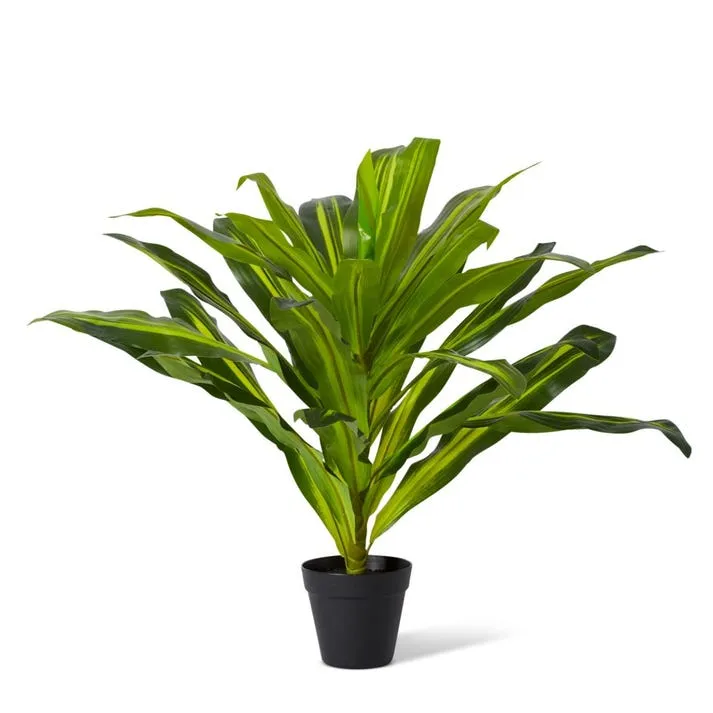 Dracaena Plant Potted - 65 x 65 x 60cm