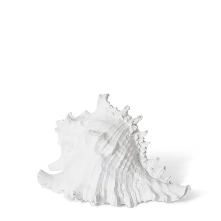 Murex Shell Sculpture - 20 x 16 x 12cm