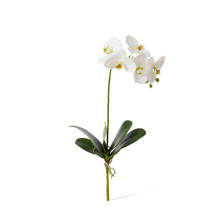 Phalaenopsis Grand Plant - 24 x 24 x 51cm