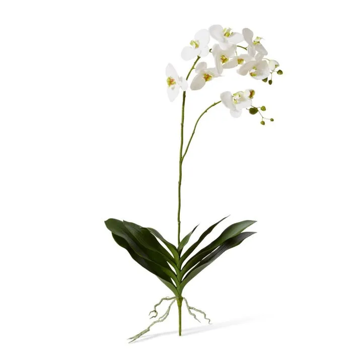 Phalaenopsis Luxe Plant - 42 x 30 x 103cm