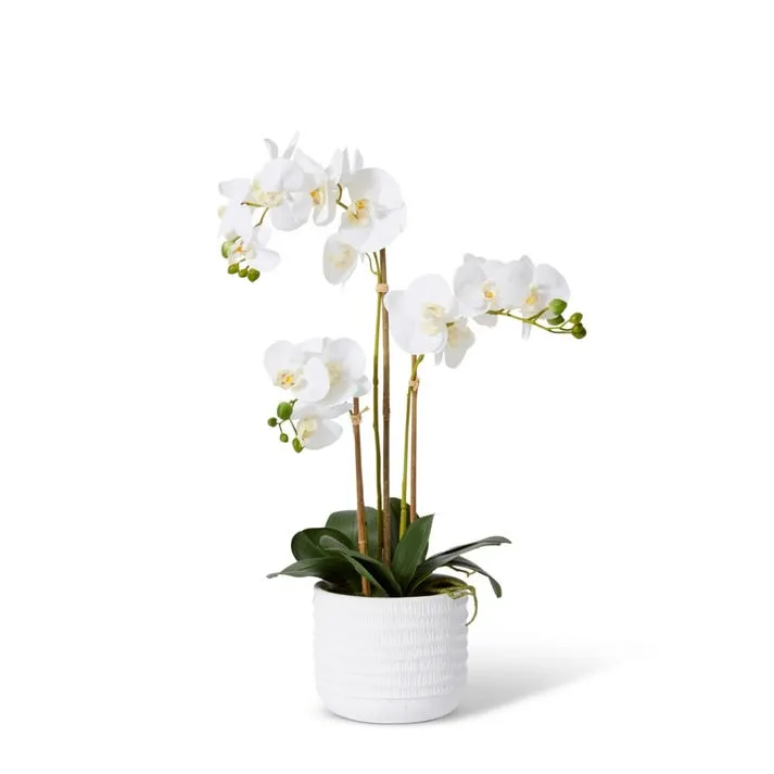 Phalaenopsis Textured Pot - 35 x 30 x 60cm