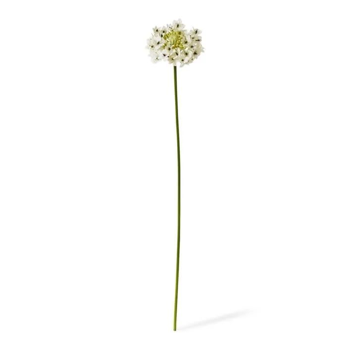 Star Flower Stem - 13 x 7 x 76cm