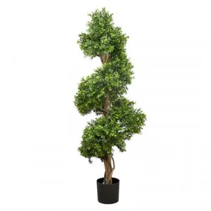 Spiral Shape Boxwood by Florabelle, a Plants for sale on Style Sourcebook