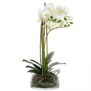 Artificial Orchid in Round Glass Vase, White by Florabelle, a Plants for sale on Style Sourcebook