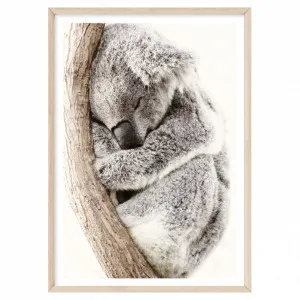 Sleeping Koala by Boho Art & Styling, a Prints for sale on Style Sourcebook