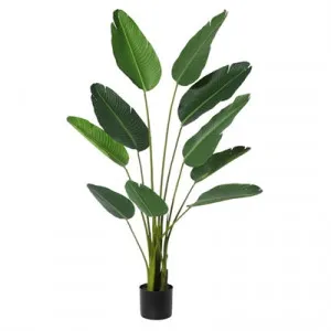 Potted Artificial Bird of Paradise Plant, Type A, 152cm by Rogue, a Plants for sale on Style Sourcebook