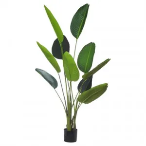 Potted Artificial Bird of Paradise Plant, Type B, 152cm by Rogue, a Plants for sale on Style Sourcebook