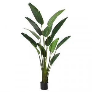 Potted Artificial Bird of Paradise Plant, Type A, 183cm by Rogue, a Plants for sale on Style Sourcebook