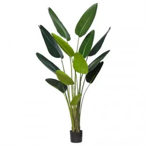 Potted Artificial Bird of Paradise Plant, Type B, 183cm by Rogue, a Plants for sale on Style Sourcebook