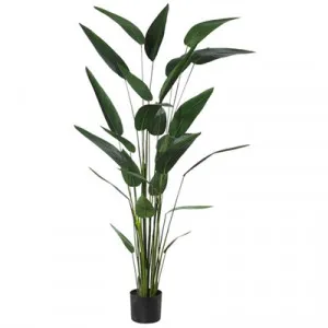 Potted Artificial Sky Bird Plant, Type A, 180cm by Rogue, a Plants for sale on Style Sourcebook