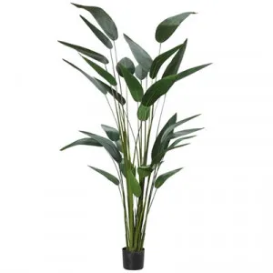Potted Artificial Sky Bird Plant, Type A, 213cm by Rogue, a Plants for sale on Style Sourcebook
