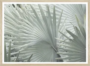 FAN PALM by SeascapeLiving, a Prints for sale on Style Sourcebook