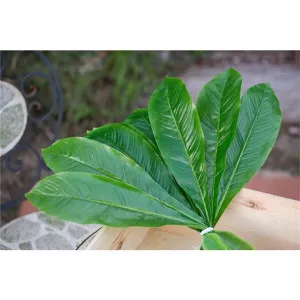 Artificial Decorative Leaves - Green by FLH, a Plants for sale on Style Sourcebook