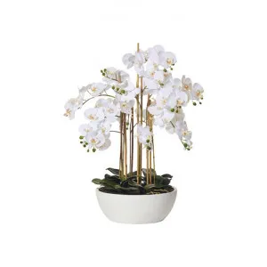 Artificial Butterfly Orchid in Round Pot, Large by Rogue, a Plants for sale on Style Sourcebook