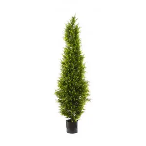 Artificial Cypress Pine Tree, 180cm by Florabelle, a Plants for sale on Style Sourcebook