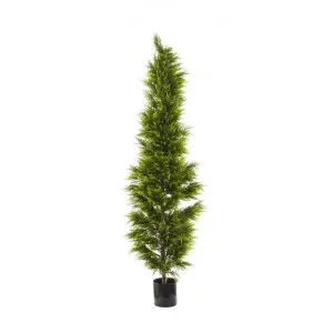 Artificial Cypress Pine Tree, 200cm by Florabelle, a Plants for sale on Style Sourcebook