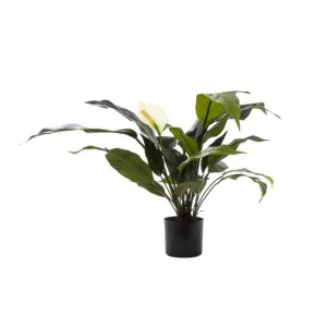 Artificial Spathiphyllum Lily, White Flower, 53cm by Florabelle, a Plants for sale on Style Sourcebook