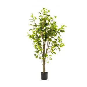Potted Artificial Ficus Tree, Type A, 120cm by Florabelle, a Plants for sale on Style Sourcebook