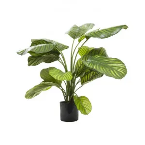Artificial Calathea Fasciata, 65cm, Green by Florabelle, a Plants for sale on Style Sourcebook