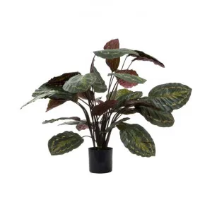 Artificial Calathea Fasciata, 65cm, Green / Red by Florabelle, a Plants for sale on Style Sourcebook