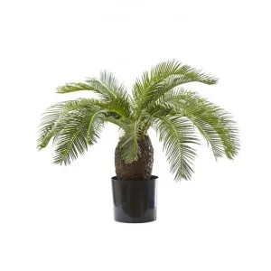 Artificial Cycus Palm, 65cm by Florabelle, a Plants for sale on Style Sourcebook