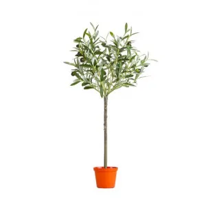 Potted Artificial Olive Topiary Tree, 65cm by Florabelle, a Plants for sale on Style Sourcebook