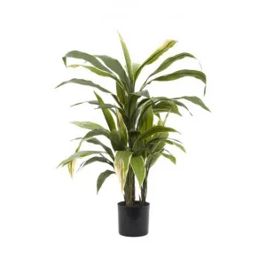 Artificial Cordyline Plant, 75cm by Florabelle, a Plants for sale on Style Sourcebook