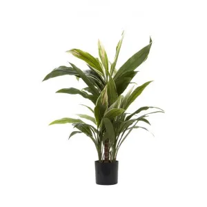 Artificial Cordyline Plant, 80cm by Florabelle, a Plants for sale on Style Sourcebook