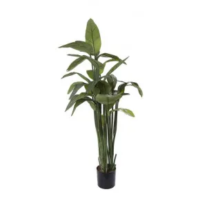 Artificial Strelitzia Plant, 135cm by Florabelle, a Plants for sale on Style Sourcebook