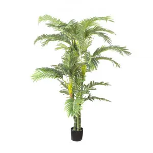 Artificial Twisted Trunk Parlour Palm, 180cm by Florabelle, a Plants for sale on Style Sourcebook
