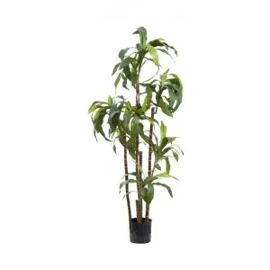 Artificial Dracaena Fragrans, 150cm by Florabelle, a Plants for sale on Style Sourcebook