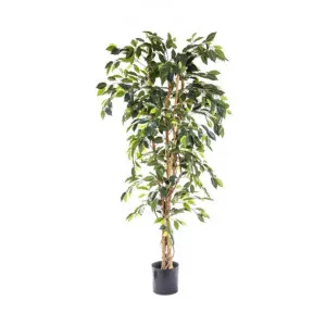 Potted Artificial Ficus Tree, 170cm by Florabelle, a Plants for sale on Style Sourcebook
