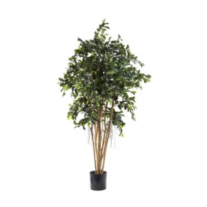 Potted Artificial Ficus Retusa Tree, Type A, 180cm by Florabelle, a Plants for sale on Style Sourcebook
