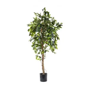 Potted Artificial Ficus Vine Tree, 180cm by Florabelle, a Plants for sale on Style Sourcebook