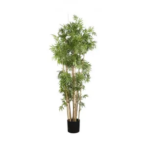 Artificial Japanese Bamboo, 160cm by Florabelle, a Plants for sale on Style Sourcebook