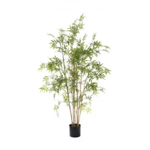 Artificial Oriental Bamboo, 160cm by Florabelle, a Plants for sale on Style Sourcebook