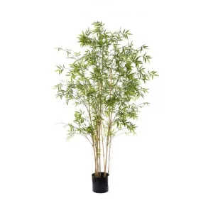 Artificial Oriental Bamboo, 190cm by Florabelle, a Plants for sale on Style Sourcebook