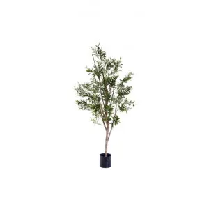 Potted Artificial Olive Tree, 150cm by Florabelle, a Plants for sale on Style Sourcebook