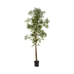Potted Artificial Olive Tree, 200cm by Florabelle, a Plants for sale on Style Sourcebook