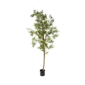 Potted Artificial Olive Tree, 240cm by Florabelle, a Plants for sale on Style Sourcebook