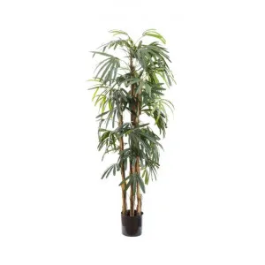 Artificial Raphis Palm, Thin Leaf, 170cm by Florabelle, a Plants for sale on Style Sourcebook