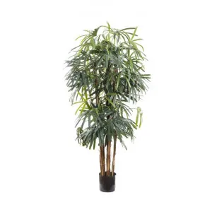 Artificial Raphis Palm, Broad Leaf, 180cm by Florabelle, a Plants for sale on Style Sourcebook