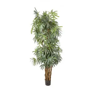 Artificial Raphis Palm, Thin Leaf, 240cm by Florabelle, a Plants for sale on Style Sourcebook