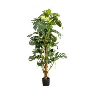 Artificial Split Leaf Philodendron, 150cm by Florabelle, a Plants for sale on Style Sourcebook